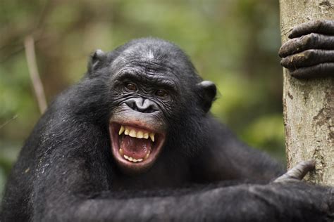 Bonobos Prefer Bad Guys Cosmos Magazine