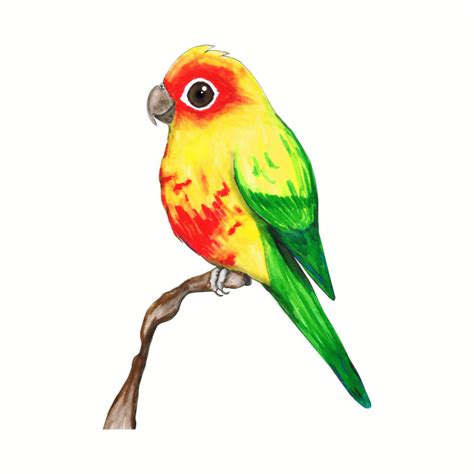 Sun Conure Drawing Free Download On Clipartmag