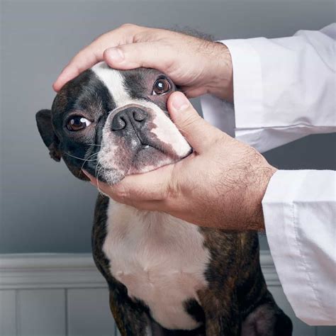 How Long Does A Dog Eye Ulcer Take To Heal
