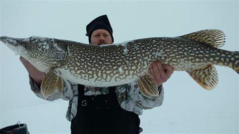 Ice Fishing For Northern Pike In Minnesota Unique Fish Photo