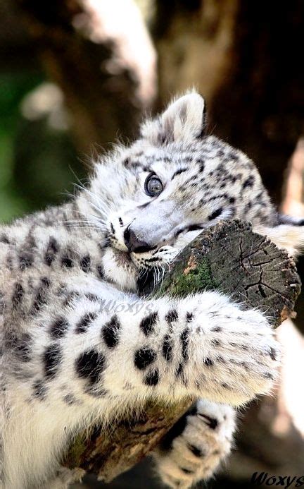 1000 Images About Baby Snow Leopard On Pinterest Tiger