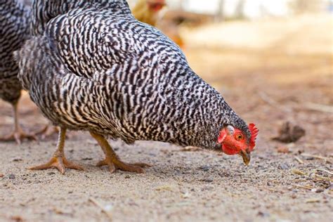 Raising Chickens Choosing The Best Chicken Breeds For You The