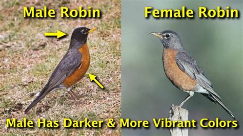 Robin Nesting Habits How To Find Nests And 5 Nest Behaviors To Observe