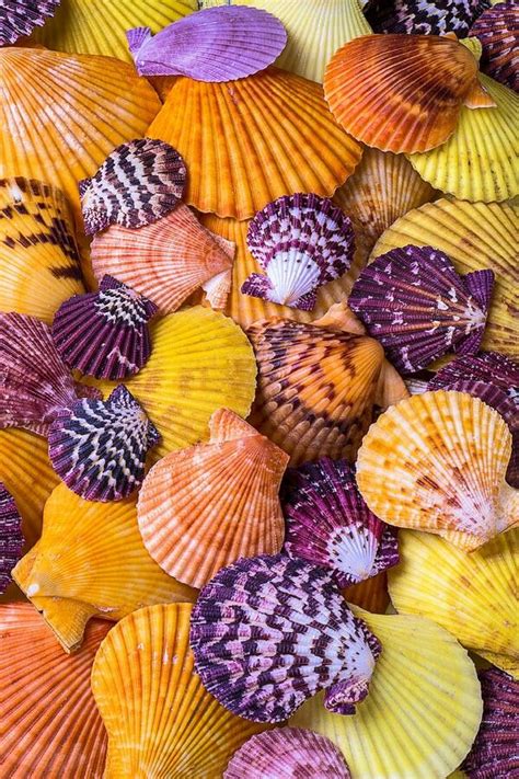 Sea Shells Summer Wallpaper Iphone Wallpaper Amazing Nature