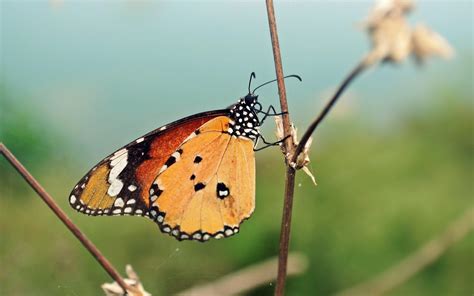 Hd Nature Animals Insects Summer Butterflies Wallpaper Download Free