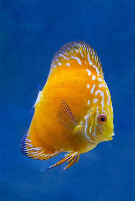 Blue And Gold Golden Checkerboard Pigeon Discus Discus Fish
