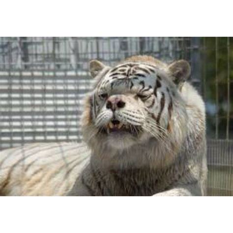 Take a look at the adorable pictures of these animals. Down syndrome tiger | Animals, Funny animals, Retarded animals