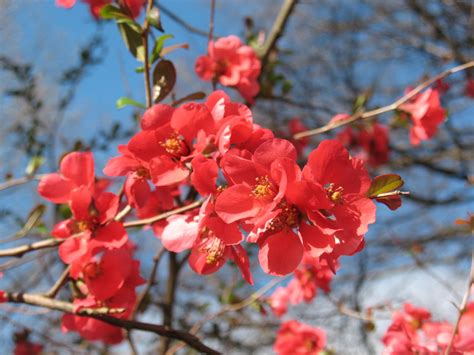 Surely it is easy right? Warner Nursery News and Tidbits: Texas Scarlet Quince