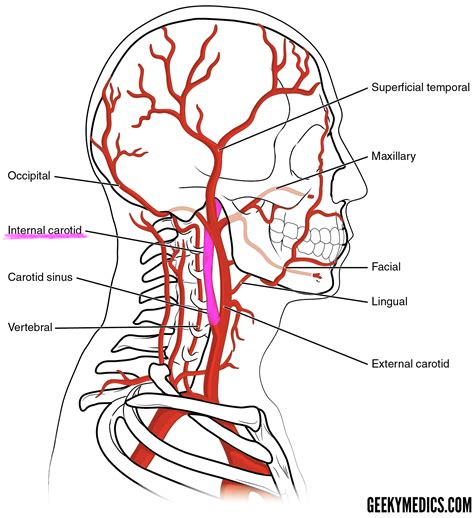 The internal carotid artery (latin: Arterial Supply of the Brain | Circle of Willis | Geeky Medics