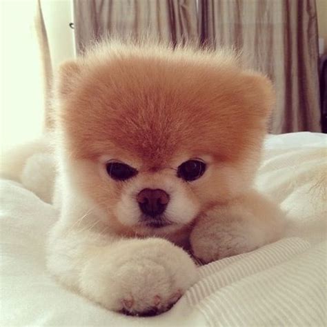 58 Best Images About Fluffy Puppies On Pinterest Puppys So Cute And