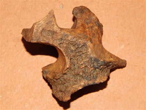 Fossilized Bone Fossil Id The Fossil Forum