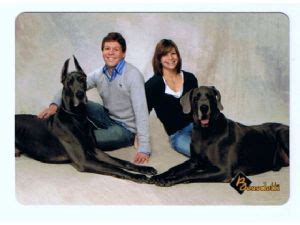 Colours black, harlequin and merlequin. Great Dane Puppies For Sale: Grand Champion Sire'd Blues ...