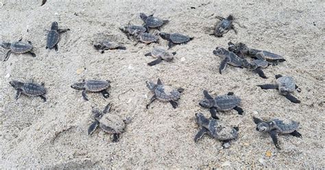 March 1st Kicks Off Sea Turtle Nesting Season Cbs Miami