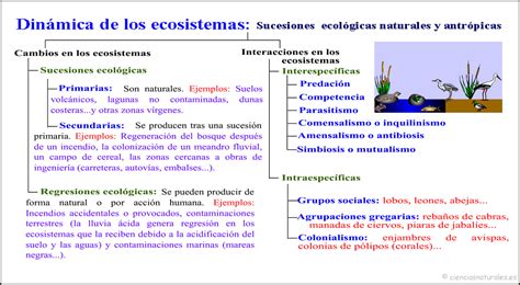 Cuaderno De Biologia Mapa Conceptual De La Practica De Ecosistemas