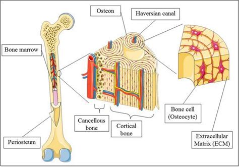 Compact Bone Diagram Cell Diagram Anatomy And Physiology Physiology