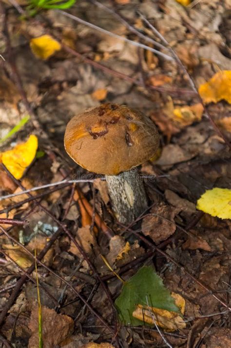 The Nature Of The Moscow Regionmushrooms Hid In The Grass Stock Photo