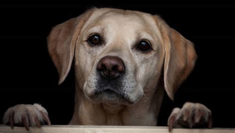 Use the options below to find your perfect canine companion! Labrador Rescue And How To Adopt A Dog - A Dog Rehoming Guide