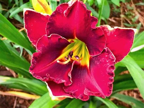 Royal Troubadour Daylily Dooley Gardens