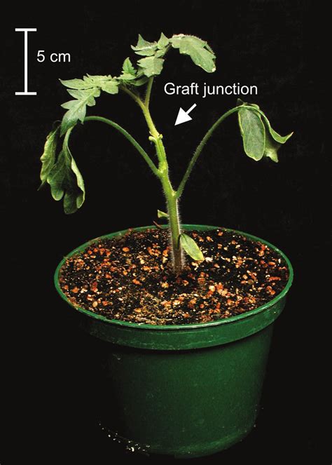 Photograph Of A Typical Grafted Tomato Plant The Arrow Indicates The