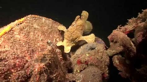 Crazy Animal Attack Giant Frogfish Eats Poisonous Lionfish Youtube