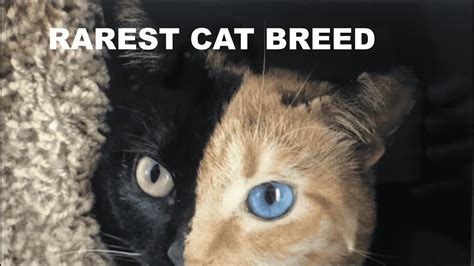 15 Rarest Cats Breed In The World Must See Youtube