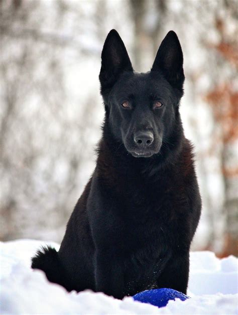 Mr Monty Black German Shepherd Puppies German Shepherd Puppies