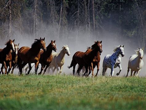 Seven Horses Wallpapers Wallpaper Cave