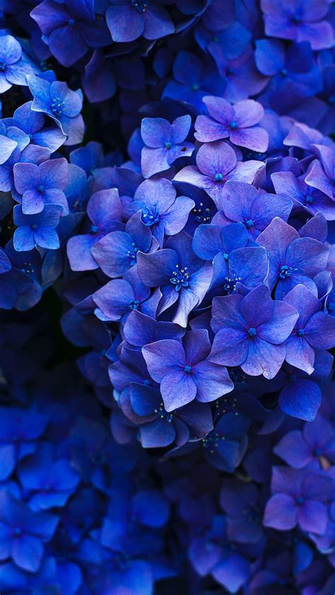 Beautiful Blue Flowers Hd Wallpapers Best Flower Site