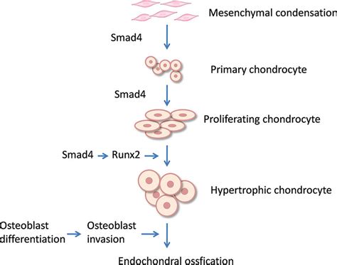 a model for the role of smad4 in chondrocyte hypertrophy and bone download scientific diagram