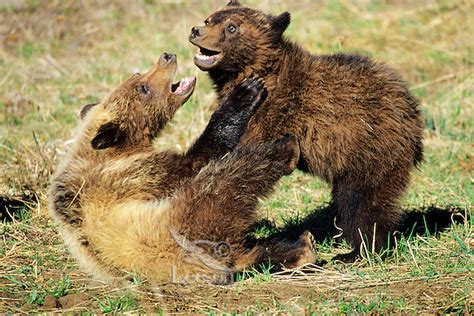 Bear Grizzly Bear Cubs Wrestling Ursus Arctos Tom And Pat Leeson