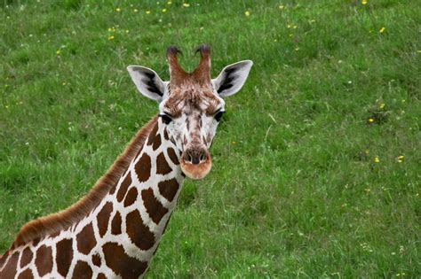 90 Free Baby Giraffe And Giraffe Images Pixabay