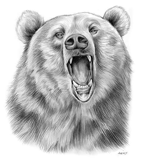 Growling Bear By Greg Joens Bear Drawing Bear Sketch Pencil