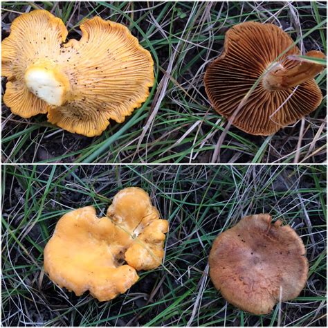 Fall Mushrooms In Wisconsin