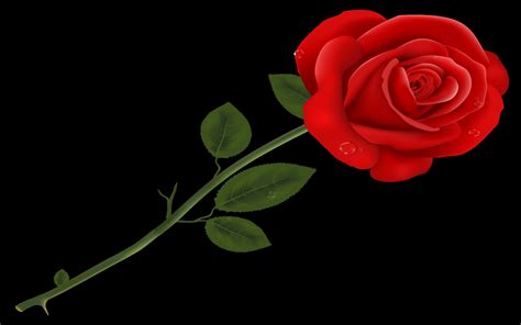 Red Rose Transparent Png Clipart Wallpapers13