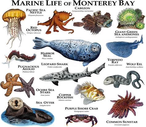 Marine Life Of Monterey Bay Photograph By Roger Hall