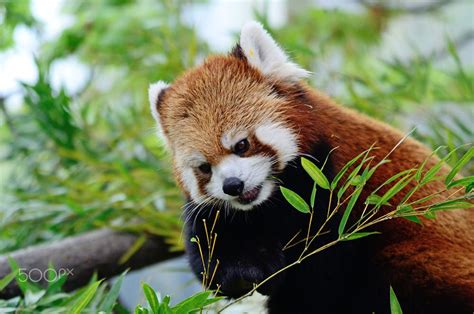 Cute Red Panda Or Also Known As Lesser Panda By Nora Carol Sahinun On