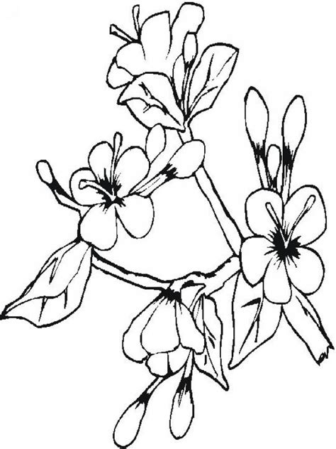 This beautiful tree blooms in the early spring. Plants to Color