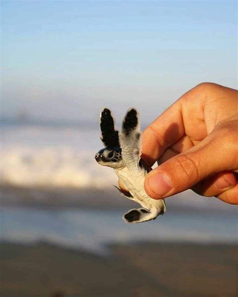 Pin By Daniel Altman On Ohlovely Lovely Animals Baby Sea Turtles
