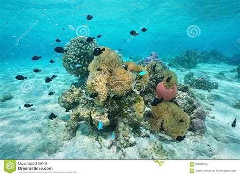Fish With Sea Anemones And Corals French Polynesia Stock