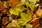 Feuilles mortes en automne | Photo-Paysage.com, le blog