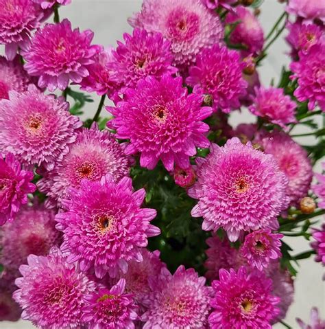 Argyranthemum Double Rose Marguerite Daisy 6 Pot Hello Hello Plants