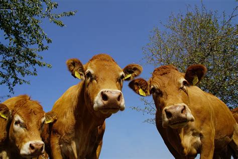 France Animaux Une Vache Dépecée Pour Sa Viande Dans La Loire