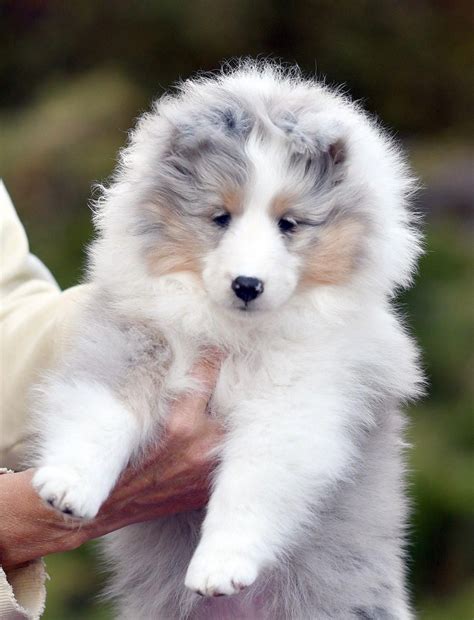 Beautifuldogs In 2020 Sheltie Puppy Sheltie Dogs Cute Dogs Breeds