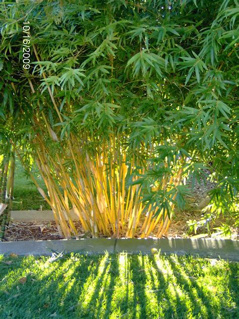 Review Of Types Of Bamboo Outdoor Plants 2023