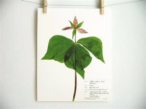 Western Trillium Print 195 Botanical Print By Daythreecreations Pressed