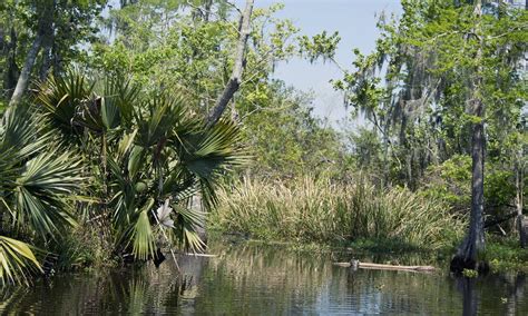 Jean Lafitte National Historical Park And Preserve South Of New