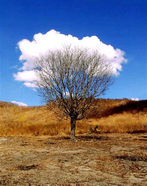 Tree Cloud Myconfinedspace