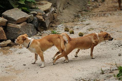 Mating Dogs Stock Photos, Pictures & Royalty-Free Images - iStock