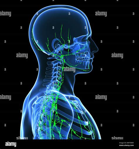 Lymphatic System Of Neck And Head Hi Res Stock Photography And Images