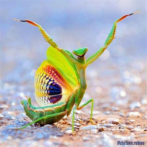 Beautiful Mantis~♥ Praying Mantis Beautiful Bugs Weird Animals